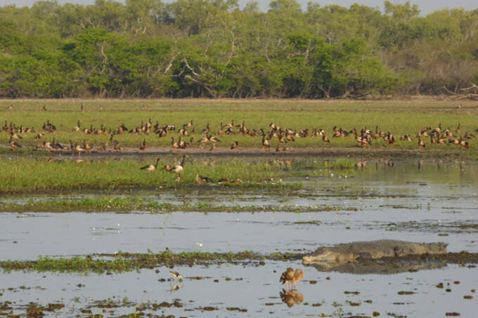 Chim và cá sấu ở Kakadu