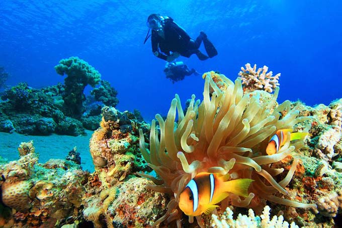 Diving the Red Sea