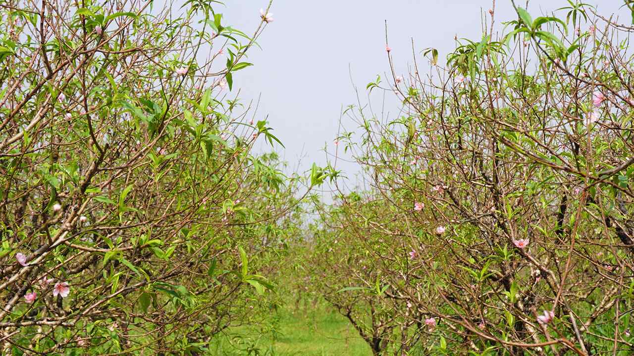 Hoa đào nở sớm ở Thanh Hóa